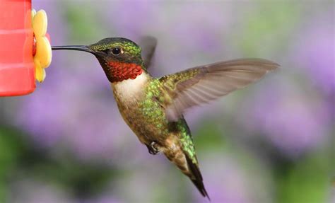 The hummingbird - While this isn’t an exhaustive list, some of the more common hummingbird predators include: Larger birds such as hawks, owls, crows, blue jays, and orioles. Some of these larger birds like to snack on adult hummingbirds, while others will attack the nest and steal hummingbird eggs or chicks. Snakes and lizards are common hummingbird …